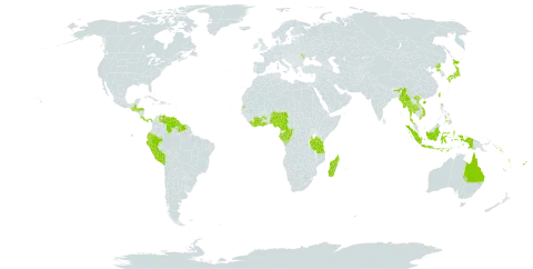 Sciaphila world distribution map, present in Australia, China, Côte d'Ivoire, Cameroon, Congo, Costa Rica, Ecuador, Fiji, Micronesia (Federated States of), Gabon, Ghana, Guatemala, Guyana, Honduras, Indonesia, India, Japan, Liberia, Sri Lanka, Moldova (Republic of), Madagascar, Myanmar, Nigeria, Panama, Peru, Philippines, Korea (Democratic People's Republic of), Solomon Islands, Suriname, Seychelles, Thailand, Taiwan, Province of China, Tanzania, United Republic of, United States of America, Venezuela (Bolivarian Republic of), Viet Nam, Vanuatu, and Wallis and Futuna