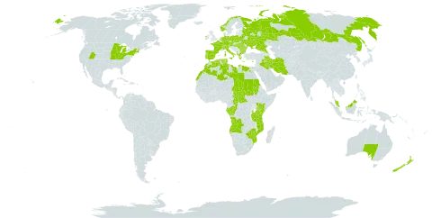 Scilla world distribution map, present in Angola, Albania, Australia, Austria, Bulgaria, Belarus, Central African Republic, Switzerland, Congo, Cyprus, Czech Republic, Germany, Algeria, Egypt, Spain, France, Micronesia (Federated States of), Gabon, Greece, Hungary, Ireland, Iran (Islamic Republic of), Iraq, Italy, Kenya, Libya, Morocco, Mozambique, Malaysia, Netherlands, Norway, New Zealand, Palau, Poland, Portugal, Romania, Russian Federation, Sudan, Turks and Caicos Islands, Chad, Tunisia, Tanzania, United Republic of, Ukraine, United States of America, and Zimbabwe