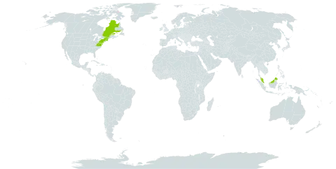 Scirpus ancistrochaetus world distribution map, present in Canada, Malaysia, and United States of America