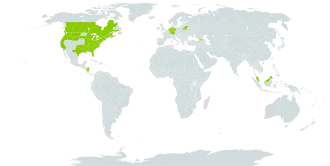 Scirpus cyperinus world distribution map, present in Åland Islands, Belarus, Canada, Germany, France, Micronesia (Federated States of), Georgia, Malaysia, Nicaragua, Netherlands, and United States of America