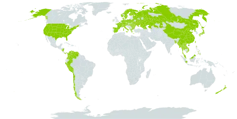 Scirpus world distribution map, present in Åland Islands, Albania, Austria, Bangladesh, Bulgaria, Belarus, Switzerland, Chile, China, Colombia, Czech Republic, Germany, Denmark, Spain, Finland, France, Micronesia (Federated States of), Georgia, Greece, Hungary, Indonesia, Ireland, Italy, Japan, Kazakhstan, Lao People's Democratic Republic, Moldova (Republic of), Myanmar, Montenegro, Malaysia, Nicaragua, Netherlands, Norway, Nepal, New Zealand, Panama, Peru, Philippines, Poland, Korea (Democratic People's Republic of), Romania, Russian Federation, Sweden, Turks and Caicos Islands, Thailand, Taiwan, Province of China, Ukraine, United States of America, Venezuela (Bolivarian Republic of), and Viet Nam