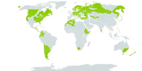 Scleranthus annuus world distribution map, present in Albania, Andorra, Argentina, Armenia, American Samoa, Australia, Austria, Azerbaijan, Belgium, Bulgaria, Bosnia and Herzegovina, Belarus, Canada, Switzerland, Chile, Colombia, Costa Rica, Czech Republic, Germany, Denmark, Algeria, Ecuador, Eritrea, Spain, Estonia, Ethiopia, Finland, France, United Kingdom of Great Britain and Northern Ireland, Georgia, Greece, Guatemala, Croatia, Hungary, India, Italy, Kyrgyzstan, Liechtenstein, Lithuania, Luxembourg, Latvia, Morocco, North Macedonia, Malta, Montenegro, Netherlands, Norway, New Zealand, Poland, Korea (Democratic People's Republic of), Portugal, Romania, Russian Federation, Saudi Arabia, Serbia, Slovakia, Slovenia, Sweden, Tunisia, Turkey, Ukraine, Uruguay, United States of America, Uzbekistan, and South Africa