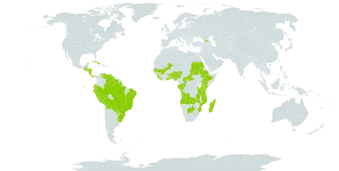 Scleria distans var. distans world distribution map, present in Angola, Åland Islands, Benin, Burkina Faso, Belize, Bolivia (Plurinational State of), Brazil, Botswana, Central African Republic, Congo, Costa Rica, Cuba, Dominica, Ecuador, Ethiopia, Gabon, Georgia, Ghana, Guinea, Guatemala, Guyana, Honduras, Kenya, Liberia, Madagascar, Mali, Mozambique, Nigeria, Nicaragua, Panama, Peru, Puerto Rico, Paraguay, Rwanda, Sudan, Senegal, Sierra Leone, Suriname, Togo, Tanzania, United Republic of, Uganda, Uruguay, Venezuela (Bolivarian Republic of), and Zambia