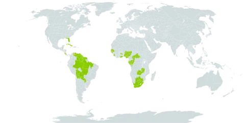 Scleria lacustris world distribution map, present in Belize, Bolivia (Plurinational State of), Brazil, Botswana, Central African Republic, Congo, Costa Rica, Cuba, Gabon, Ghana, Guinea-Bissau, French Guiana, Guyana, Nigeria, Paraguay, Senegal, Sierra Leone, Suriname, United States of America, Venezuela (Bolivarian Republic of), South Africa, and Zambia