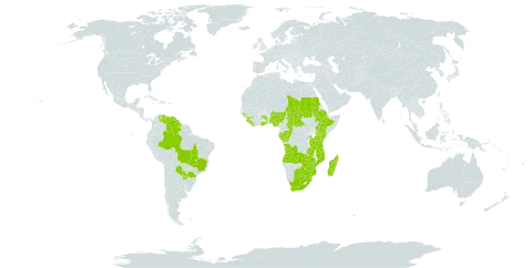 Scleria melanomphala world distribution map, present in Angola, Brazil, Botswana, Central African Republic, Congo, Ethiopia, Gabon, Ghana, Guinea, Guinea-Bissau, Guyana, Kenya, Liberia, Madagascar, Mozambique, Nigeria, Paraguay, Rwanda, Sudan, Sierra Leone, eSwatini, Chad, Togo, Tanzania, United Republic of, Uganda, Venezuela (Bolivarian Republic of), South Africa, Zambia, and Zimbabwe