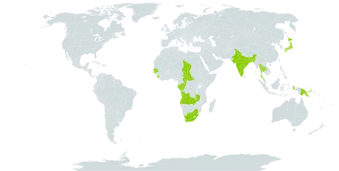 Scleria mikawana world distribution map, present in Angola, Burkina Faso, Bangladesh, Central African Republic, Congo, Gabon, Guinea-Bissau, Indonesia, India, Japan, Papua New Guinea, Senegal, Sierra Leone, Chad, Thailand, Uganda, South Africa, and Zambia