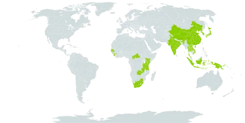 Scleria parvula world distribution map, present in Andorra, Central African Republic, China, Guinea, Indonesia, India, Japan, Kenya, Korea (Republic of), Lao People's Democratic Republic, Nepal, Philippines, Papua New Guinea, Korea (Democratic People's Republic of), Senegal, Sierra Leone, Thailand, Tanzania, United Republic of, Viet Nam, South Africa, and Zambia