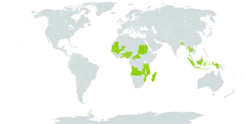 Scleria tessellata var. tessellata world distribution map, present in Angola, Benin, Bangladesh, Central African Republic, Ghana, Guinea, Indonesia, Madagascar, Mali, Mozambique, Mauritania, Nigeria, Sudan, Senegal, Togo, Thailand, Tanzania, United Republic of, and Zambia