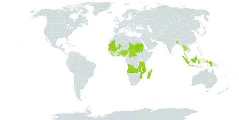 Scleria tessellata world distribution map, present in Angola, Benin, Bangladesh, Central African Republic, Ghana, Guinea, Indonesia, Liberia, Madagascar, Mali, Mozambique, Mauritania, Nigeria, Sudan, Senegal, Sierra Leone, Chad, Togo, Thailand, Tanzania, United Republic of, and Zambia