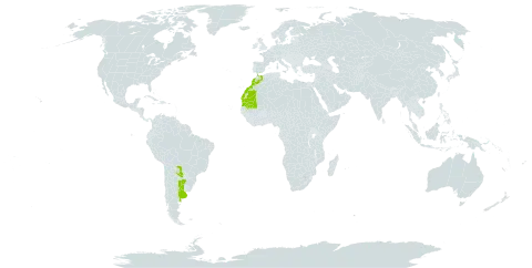 Sclerophylax spinescens world distribution map, present in Argentina, Cabo Verde, Spain, Morocco, Mauritania, and Paraguay