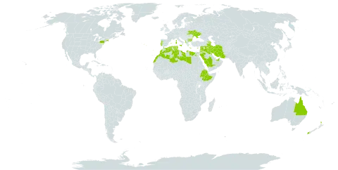 Scorpiurus muricatus world distribution map, present in Albania, United Arab Emirates, Australia, Azerbaijan, Bulgaria, Cyprus, Algeria, Egypt, Spain, Ethiopia, France, Greece, Iran (Islamic Republic of), Iraq, Israel, Italy, Jordan, Kuwait, Lebanon, Libya, Morocco, Malta, New Zealand, Portugal, Qatar, Saudi Arabia, Syrian Arab Republic, Tunisia, Ukraine, and United States of America