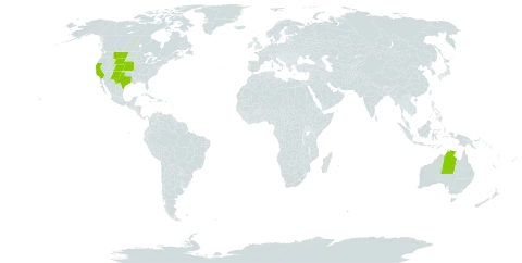 Scorzonera world distribution map, present in Australia and United States of America