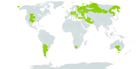 Scorzonera laciniata world distribution map, present in Afghanistan, Albania, Andorra, Argentina, Armenia, Australia, Austria, Azerbaijan, Belgium, Bulgaria, Bosnia and Herzegovina, Switzerland, Cyprus, Czech Republic, Germany, Spain, France, Georgia, Greece, Croatia, Hungary, Iran (Islamic Republic of), Italy, Luxembourg, Moldova (Republic of), North Macedonia, Malta, Montenegro, Pakistan, Poland, Portugal, Romania, Russian Federation, Serbia, Slovakia, Slovenia, Turkmenistan, Turkey, Ukraine, United States of America, and South Africa