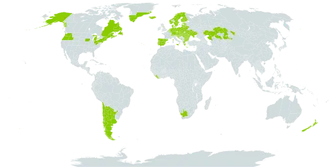 Scorzoneroides autumnalis subsp. autumnalis world distribution map, present in Andorra, Argentina, Austria, Belgium, Bulgaria, Bosnia and Herzegovina, Belarus, Canada, Switzerland, Chile, Czech Republic, Germany, Denmark, Spain, Estonia, Finland, France, United Kingdom of Great Britain and Northern Ireland, Greece, Greenland, Croatia, Hungary, Iceland, Italy, Kazakhstan, Liberia, Liechtenstein, Lithuania, Luxembourg, Latvia, Moldova (Republic of), North Macedonia, Montenegro, Netherlands, Norway, New Zealand, Poland, Portugal, Romania, Russian Federation, Saudi Arabia, Serbia, Slovakia, Slovenia, Sweden, Ukraine, United States of America, and South Africa