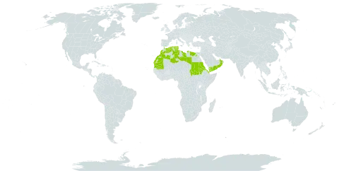 Scrophularia arguta world distribution map, present in Cabo Verde, Djibouti, Algeria, Egypt, Eritrea, Spain, Libya, Morocco, Mauritania, Oman, Saudi Arabia, Sudan, Tunisia, and Yemen