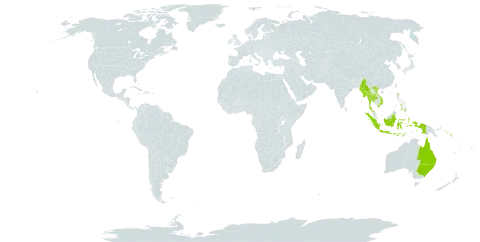 Scrotochloa urceolata world distribution map, present in Australia, Indonesia, Myanmar, Philippines, Solomon Islands, Thailand, and Viet Nam