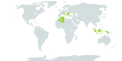 Scutellaria columnae subsp. columnae world distribution map, present in Albania, Bulgaria, Algeria, France, Greece, Indonesia, Italy, Netherlands, Romania, and Tunisia