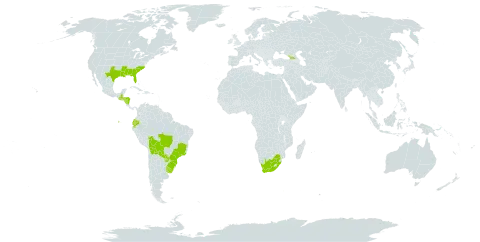 Scutellaria racemosa world distribution map, present in Åland Islands, Bolivia (Plurinational State of), Brazil, Ecuador, Georgia, Guatemala, Honduras, Nicaragua, Paraguay, Uruguay, United States of America, and South Africa