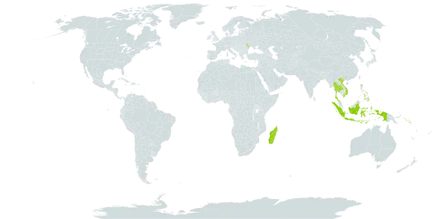 Scyphiphora hydrophylacea world distribution map, present in Andorra, Indonesia, Moldova (Republic of), Madagascar, Philippines, Solomon Islands, Thailand, United States of America, and Viet Nam