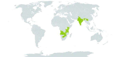 Sebaea microphylla world distribution map, present in Angola, Burundi, Bhutan, Botswana, China, India, Kenya, Nepal, Rwanda, Tanzania, United Republic of, Uganda, Zambia, and Zimbabwe