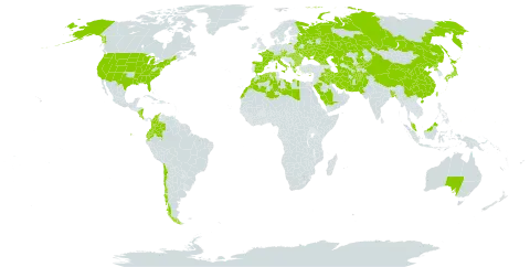 Secale world distribution map, present in Afghanistan, Åland Islands, Albania, Australia, Austria, Bangladesh, Bulgaria, Belarus, Switzerland, Chile, China, Colombia, Costa Rica, Cyprus, Czech Republic, Algeria, Ecuador, Spain, France, Micronesia (Federated States of), Georgia, Greece, Hungary, Iran (Islamic Republic of), Iraq, Italy, Japan, Kazakhstan, Kyrgyzstan, Libya, Morocco, Montenegro, Malaysia, Nicaragua, Pakistan, Palau, Korea (Democratic People's Republic of), Romania, Russian Federation, Saudi Arabia, Turks and Caicos Islands, Turkmenistan, Taiwan, Province of China, Ukraine, United States of America, and Uzbekistan