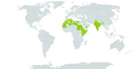 Seddera arabica world distribution map, present in Djibouti, Algeria, Egypt, Eritrea, Ethiopia, India, Kenya, Libya, Morocco, Mauritania, Saudi Arabia, Sudan, Somalia, Tunisia, Uganda, and Yemen