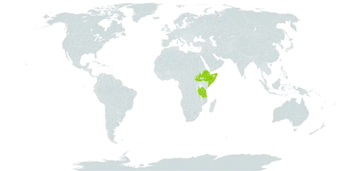 Seddera bagshawei world distribution map, present in Djibouti, Ethiopia, Somalia, South Sudan, Tanzania, United Republic of, and Uganda