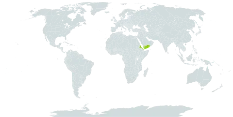 Seddera intermedia world distribution map, present in Eritrea, Saudi Arabia, and Yemen