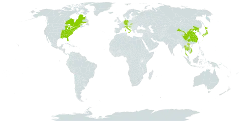 Sedum sarmentosum world distribution map, present in Bosnia and Herzegovina, Canada, China, Germany, Croatia, Italy, Japan, Korea (Democratic People's Republic of), Slovakia, Thailand, United States of America, and Viet Nam