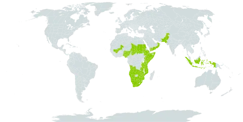 Sehima ischaemoides world distribution map, present in Angola, Botswana, Ethiopia, Indonesia, Kenya, Mali, Mozambique, Namibia, Nigeria, Oman, Pakistan, Sudan, Somalia, Chad, Tanzania, United Republic of, Yemen, South Africa, Zambia, and Zimbabwe