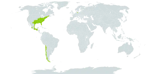 Selaginella apoda world distribution map, present in Chile, Germany, Guatemala, Mexico, and United States of America