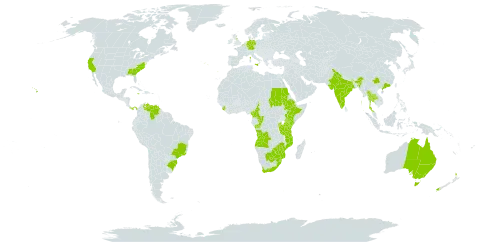 Selaginella kraussiana world distribution map, present in Angola, Australia, Burundi, Belgium, Brazil, Botswana, China, Cameroon, Congo, Germany, Spain, Ethiopia, France, United Kingdom of Great Britain and Northern Ireland, Gibraltar, Equatorial Guinea, India, Italy, Jamaica, Kenya, Mozambique, Malawi, New Zealand, Panama, Portugal, Rwanda, Sudan, Sierra Leone, eSwatini, Thailand, Tanzania, United Republic of, Uganda, United States of America, Venezuela (Bolivarian Republic of), South Africa, and Zimbabwe