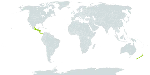 Selaginella martensii world distribution map, present in Costa Rica, Guatemala, Honduras, Mexico, Nicaragua, New Zealand, Panama, and El Salvador