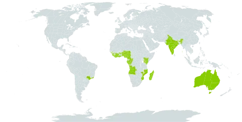 Selaginella vogelii world distribution map, present in Angola, Australia, Benin, Brazil, Côte d'Ivoire, Cameroon, Congo, Gabon, Ghana, Guinea, Equatorial Guinea, India, Kenya, Liberia, Madagascar, Mozambique, Nigeria, Sierra Leone, and Tanzania, United Republic of