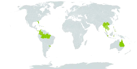 Selaginella willdenowii world distribution map, present in Australia, Brazil, China, Colombia, Micronesia (Federated States of), Indonesia, India, Jamaica, Cambodia, Lao People's Democratic Republic, Myanmar, Panama, Philippines, Puerto Rico, Singapore, Thailand, United States of America, and Viet Nam