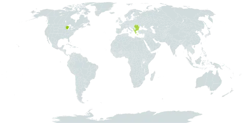 Sempervivum heuffelii world distribution map, present in Albania, Bulgaria, Bosnia and Herzegovina, Greece, North Macedonia, Montenegro, Romania, Serbia, and United States of America