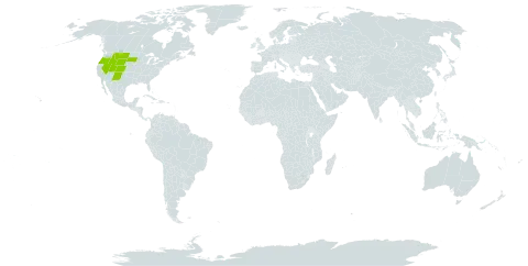 Senecio crassulus world distribution map, present in United States of America