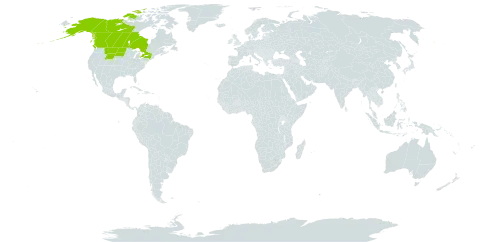 Senecio eremophilus var. eremophilus world distribution map, present in Canada and United States of America