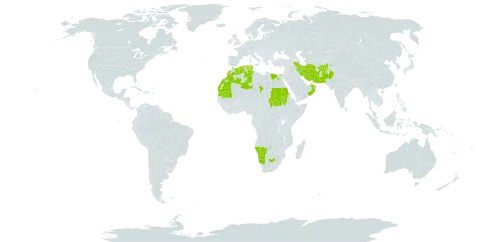 Senecio flavus world distribution map, present in Afghanistan, Algeria, Egypt, Spain, Iran (Islamic Republic of), Israel, Morocco, Mauritania, Namibia, Oman, Pakistan, Saudi Arabia, Sudan, Chad, Tunisia, and South Africa