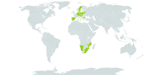 Senecio inaequidens world distribution map, present in Andorra, Austria, Belgium, Bulgaria, Belarus, Switzerland, Czech Republic, Germany, Denmark, Spain, France, United Kingdom of Great Britain and Northern Ireland, Croatia, Hungary, Italy, Liechtenstein, Lesotho, Luxembourg, Montenegro, Mozambique, Namibia, Netherlands, Poland, Slovenia, Sweden, eSwatini, and South Africa