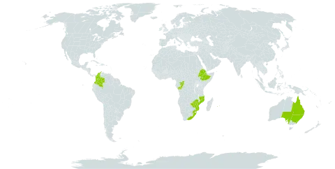 Senecio macroglossus world distribution map, present in Australia, Congo, Colombia, Ethiopia, Mozambique, Mauritius, Réunion, South Africa, and Zimbabwe