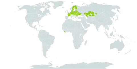 Senecio sarracenicus world distribution map, present in Armenia, Austria, Bosnia and Herzegovina, Belarus, Czech Republic, Germany, Denmark, Estonia, Finland, France, United Kingdom of Great Britain and Northern Ireland, Croatia, Hungary, Kazakhstan, Liberia, Lithuania, Latvia, Moldova (Republic of), Montenegro, Netherlands, Poland, Romania, Russian Federation, Serbia, Slovakia, Slovenia, Sweden, and Ukraine