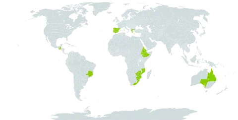 Senecio tamoides world distribution map, present in Australia, Brazil, Eritrea, Spain, Ethiopia, Greece, Guatemala, Mozambique, Mauritius, Portugal, Réunion, eSwatini, South Africa, and Zimbabwe