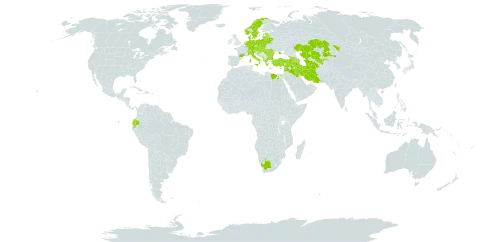 Senecio vernalis world distribution map, present in Albania, Armenia, Austria, Azerbaijan, Bulgaria, Bosnia and Herzegovina, Belarus, Switzerland, Cyprus, Czech Republic, Germany, Denmark, Ecuador, Egypt, Estonia, France, United Kingdom of Great Britain and Northern Ireland, Georgia, Greece, Croatia, Hungary, Iran (Islamic Republic of), Iraq, Israel, Italy, Kazakhstan, Lebanon, Lithuania, Luxembourg, Latvia, Moldova (Republic of), North Macedonia, Montenegro, Netherlands, Norway, Poland, Romania, Russian Federation, Serbia, Slovakia, Sweden, Syrian Arab Republic, Turkmenistan, Turkey, Ukraine, Uzbekistan, and South Africa