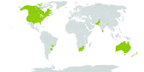 Senecio vulgaris world distribution map, present in Australia, Brazil, Canada, France, India, New Zealand, Pakistan, United States of America, and South Africa