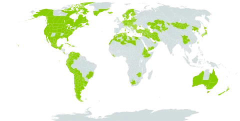 Senecio vulgaris subsp. vulgaris world distribution map, present in Afghanistan, Anguilla, Albania, Andorra, United Arab Emirates, Argentina, Armenia, Australia, Austria, Azerbaijan, Belgium, Bulgaria, Bosnia and Herzegovina, Belarus, Bermuda, Bolivia (Plurinational State of), Brazil, Canada, Switzerland, Chile, China, Colombia, Costa Rica, Cuba, Cyprus, Czech Republic, Germany, Denmark, Dominican Republic, Algeria, Ecuador, Egypt, Eritrea, Spain, Estonia, Ethiopia, Finland, Falkland Islands (Malvinas), France, United Kingdom of Great Britain and Northern Ireland, Georgia, Gibraltar, Greece, Greenland, Guatemala, Croatia, Haiti, Hungary, Iran (Islamic Republic of), Iraq, Iceland, Israel, Italy, Jamaica, Japan, Kazakhstan, Kyrgyzstan, Lebanon, Liberia, Libya, Liechtenstein, Lesotho, Lithuania, Luxembourg, Latvia, Morocco, Monaco, Moldova (Republic of), Mexico, North Macedonia, Malta, Montenegro, Mongolia, Netherlands, Norway, New Zealand, Peru, Poland, Korea (Democratic People's Republic of), Portugal, Paraguay, Qatar, Romania, Russian Federation, South Georgia and the South Sandwich Islands, Saint Helena, Ascension and Tristan da Cunha, Saint Pierre and Miquelon, Serbia, Slovakia, Slovenia, Sweden, Syrian Arab Republic, Tunisia, Turkey, Taiwan, Province of China, Ukraine, Uruguay, United States of America, Uzbekistan, Venezuela (Bolivarian Republic of), Yemen, South Africa, and Zimbabwe