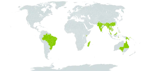 Senegalia rugata world distribution map, present in Australia, Bangladesh, Brazil, China, Indonesia, India, Kenya, Cambodia, Madagascar, Myanmar, Mauritius, Malaysia, Philippines, Papua New Guinea, Réunion, Singapore, Thailand, and Viet Nam