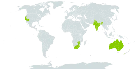 Senna artemisioides world distribution map, present in Australia, India, New Zealand, United States of America, South Africa, and Zimbabwe