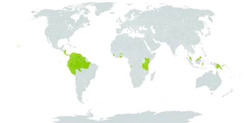 Senna bacillaris world distribution map, present in Angola, American Samoa, Bonaire, Sint Eustatius and Saba, Brazil, Colombia, Costa Rica, Ecuador, Ghana, Guyana, Indonesia, Kenya, Mauritius, Malaysia, Nicaragua, Panama, Peru, Papua New Guinea, Singapore, Sierra Leone, Suriname, Tanzania, United Republic of, Uganda, United States of America, and Venezuela (Bolivarian Republic of)