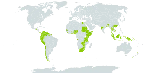 Senna bicapsularis world distribution map, present in Angola, American Samoa, Bonaire, Sint Eustatius and Saba, Chile, China, Colombia, Ecuador, Egypt, Ethiopia, Ghana, Guatemala, French Guiana, Guyana, Indonesia, India, Kenya, Sri Lanka, Malawi, Malaysia, Nigeria, New Zealand, Panama, Peru, Papua New Guinea, Sudan, Senegal, Sierra Leone, Somalia, Thailand, Tanzania, United Republic of, Uganda, United States of America, Venezuela (Bolivarian Republic of), Viet Nam, South Africa, Zambia, and Zimbabwe